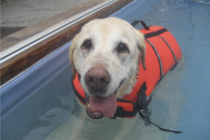 Yellow Lab Shelly